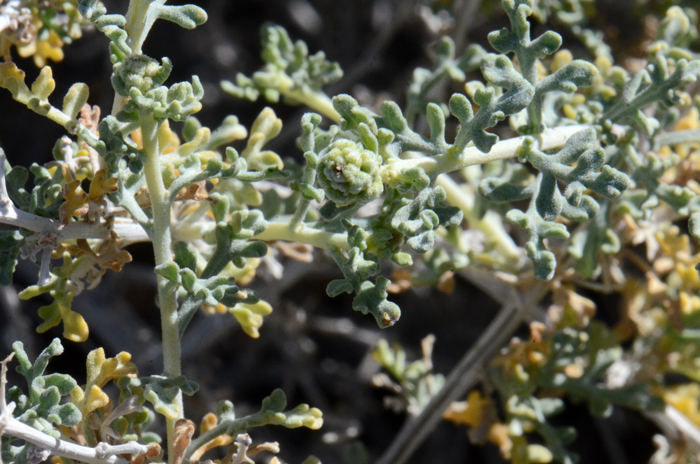 White Bursage has small leaves divided 1 to 3 times into mostly ovate or obovate divisions. Leaves are whitish in color and covered with dense white down or wool (canescent). Ambrosia dumosa